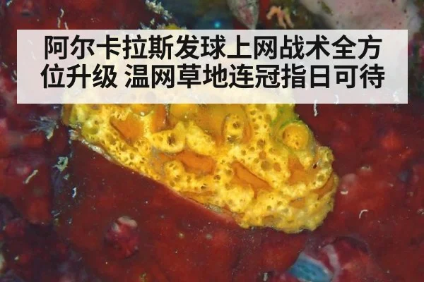 阿尔卡拉斯发球上网战术全方位升级 温网草地连冠指日可待